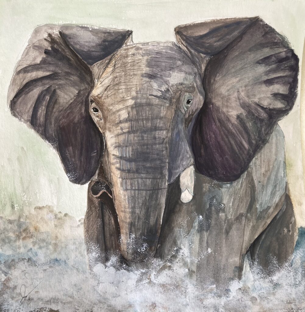 Bild Elefant